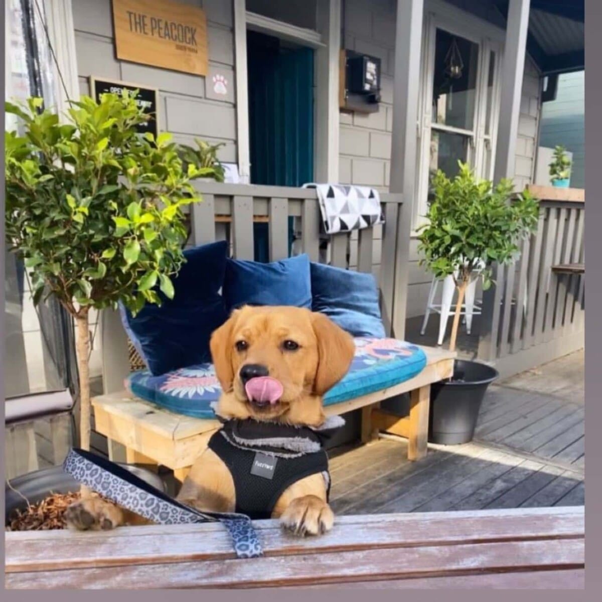 Small dog sitting outside a dog friendly restaurant around Melbourne with its tongue out