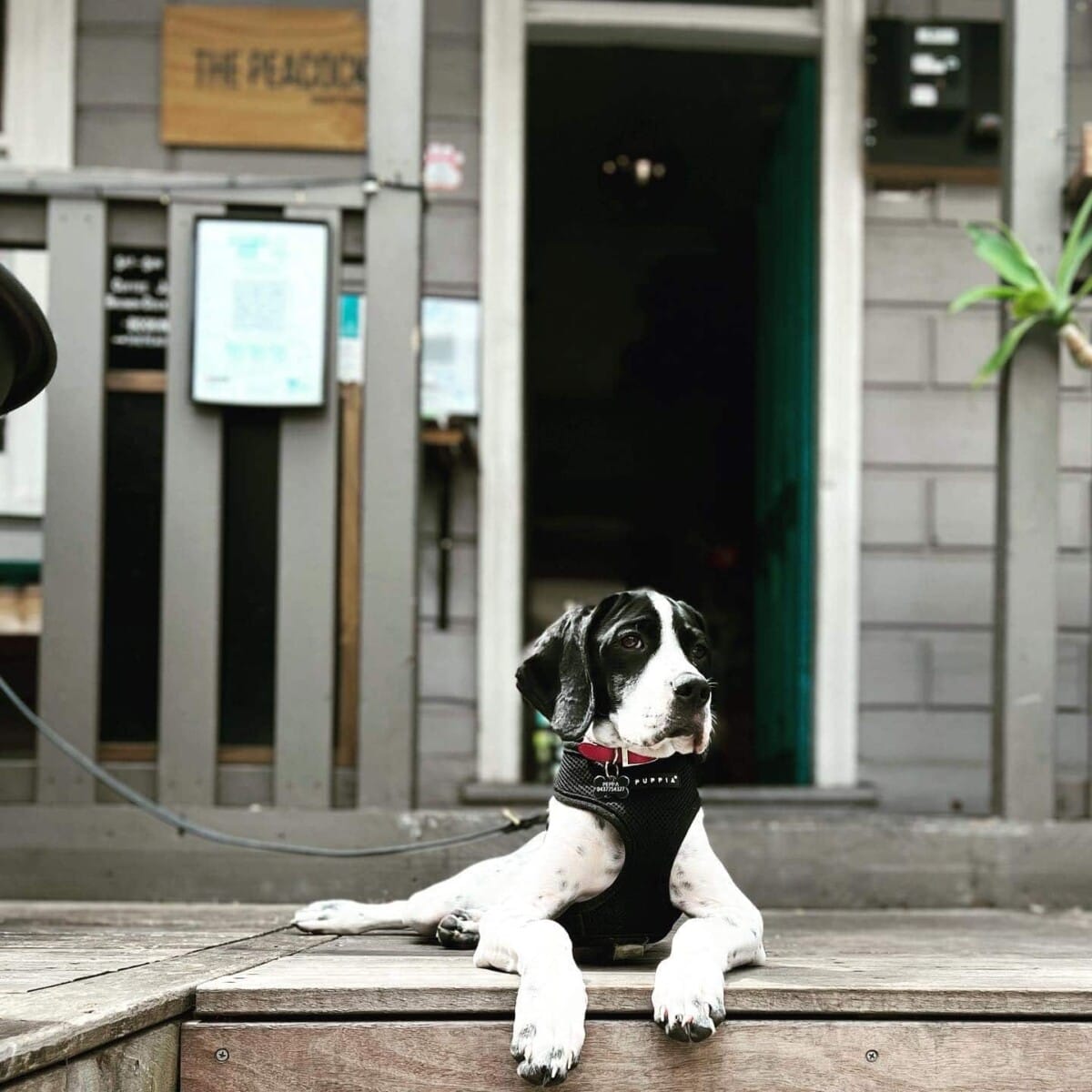 Dog sitting in one of the outdoor spaces of this dog friendly restaurant of Melbourne