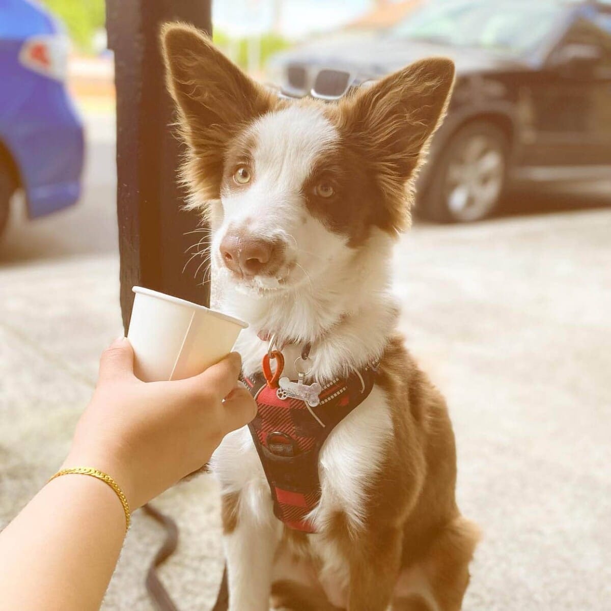 A sweet moment captured as an owner lovingly offers their furry companion a pup cup at a pet friendly cafe in Melbourne.