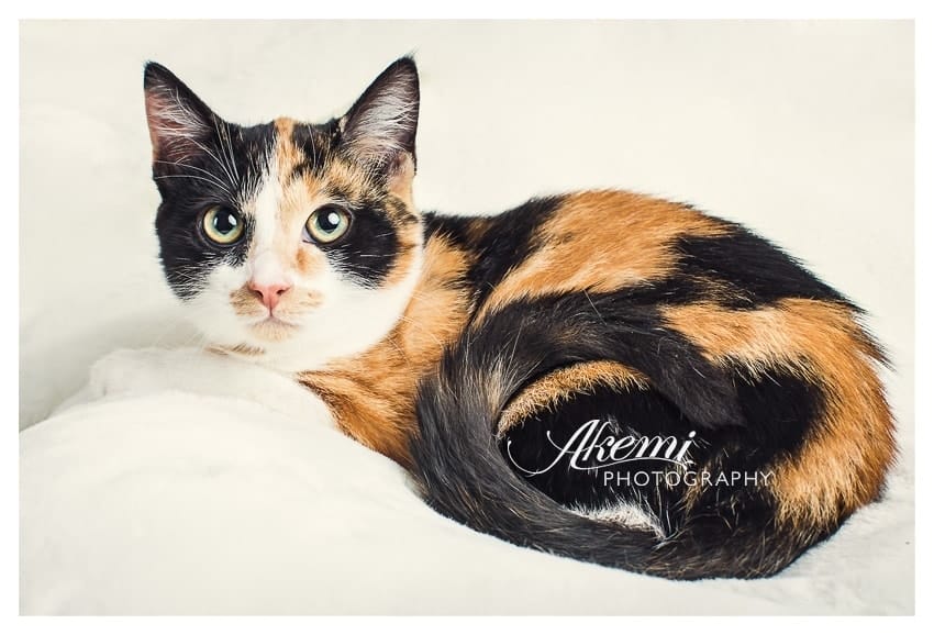 preparing-for-your-pet-photography-session-1 melbourne-studio-cat-photography