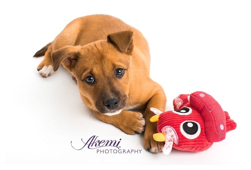 preparing-for-your-pet-photography-session-2 beautiful-melbourne-kelpie-puppy-photographer-in-studio