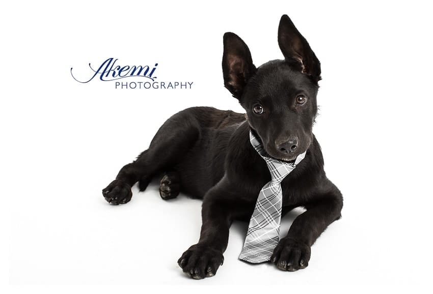 preparing-for-your-pet-photography-session-3 gorgeous-puppy-photography-in-botanic-ridge-studio