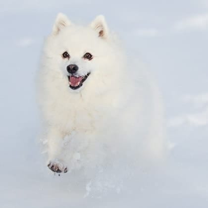 Pristine Whiteness of the Snow 1