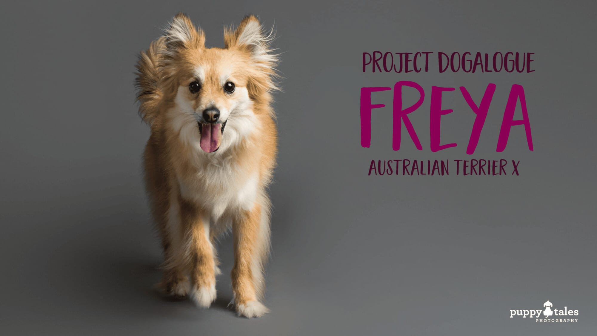 A studio photograph of Feya, the Australian Terrier photographed by Kerry Martin from Puppy Tales Photography
