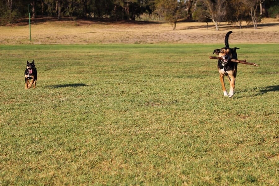 Dogs running