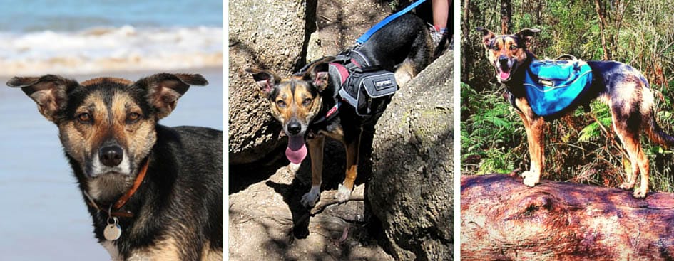 Kate the Kelpie hiking in the warmer weather