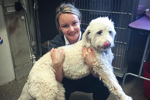 How to support a dog while lifting in the event of an accident or injury