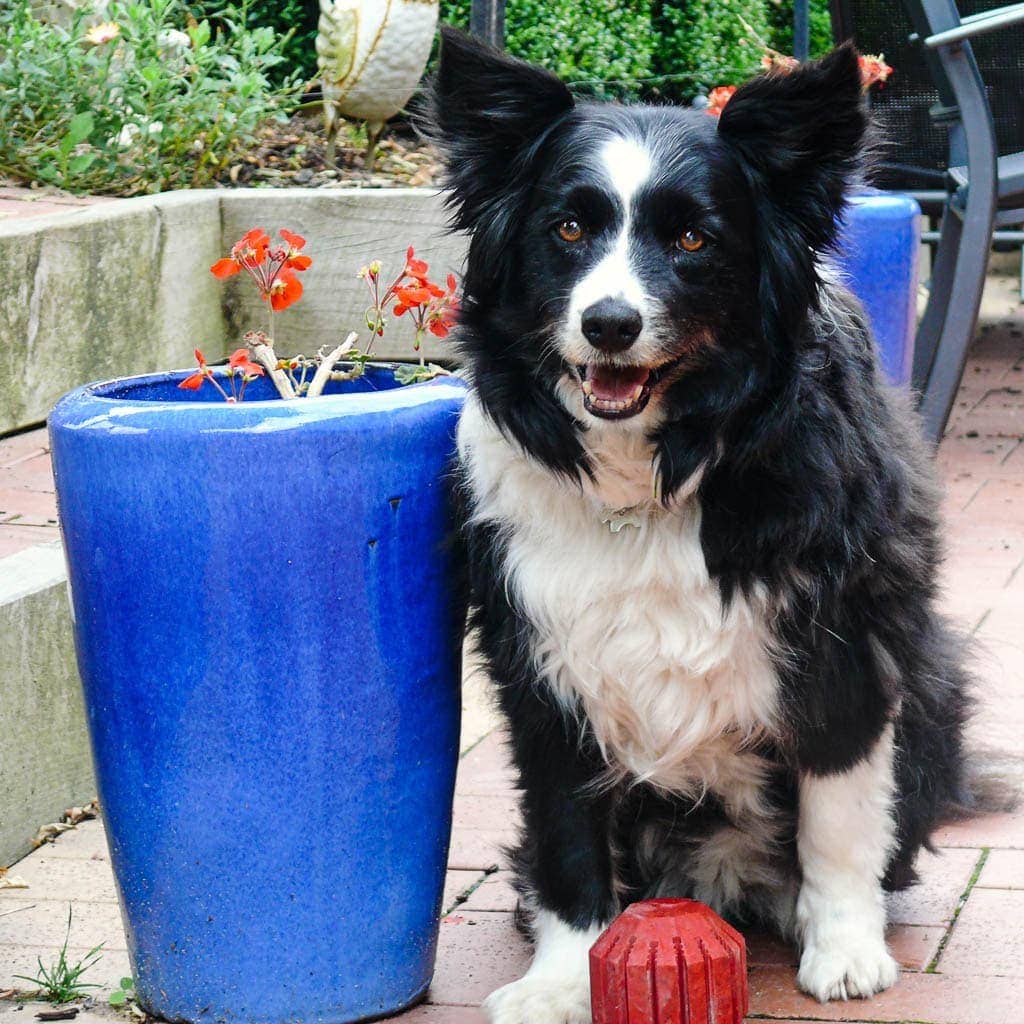 Dr Jo tells the '7 Things I Love About Being a Veterinarian' on Puppy Tales.
