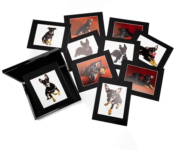 Puppy Tales Photography Folio Box Set 1