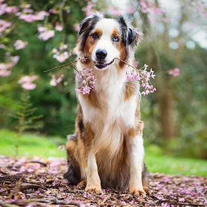 puppy tales photography spring 13