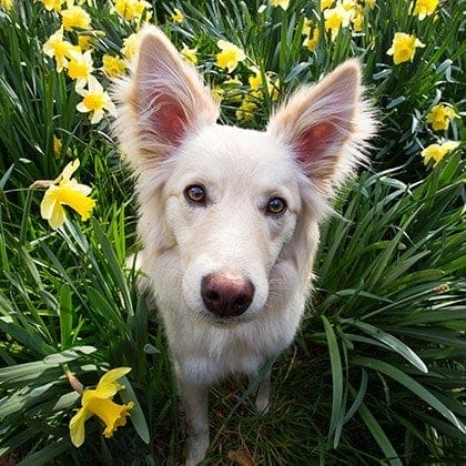 puppy tales photography spring 25