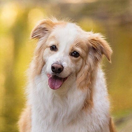 puppy tales photography summer 4