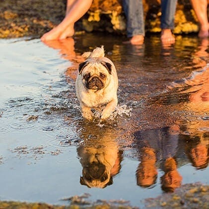 puppy tales photography summer 5