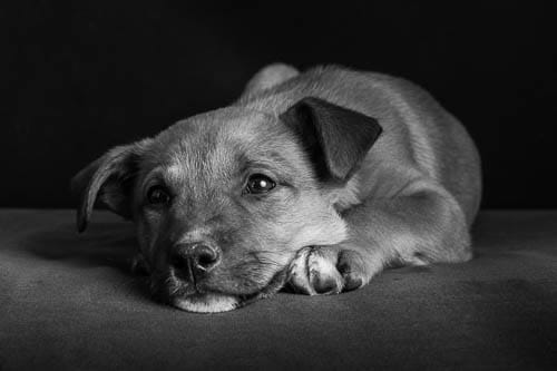 Your Puppy’s First Health Check ~ What to Expect