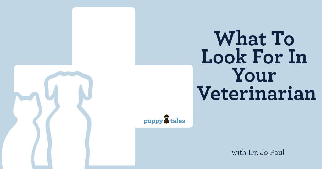The important considerations for choosing the right Vet for your dog.