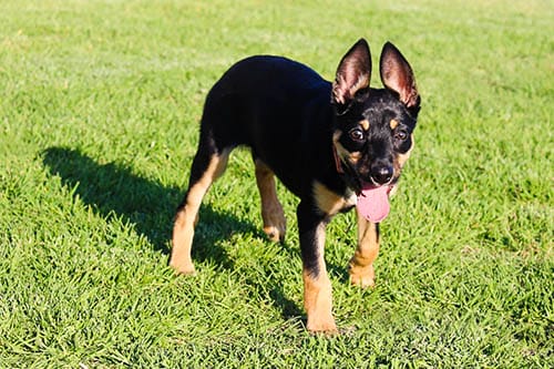 Jennifer Phelan of Dog Adventures shares with us why she loves to foster puppies. It’s the endless fluffy cuddles. It’s the puppy breath. And more!
