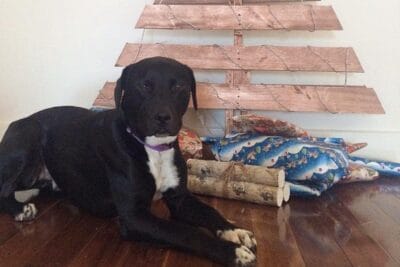 Dog Safe Christmas Trees