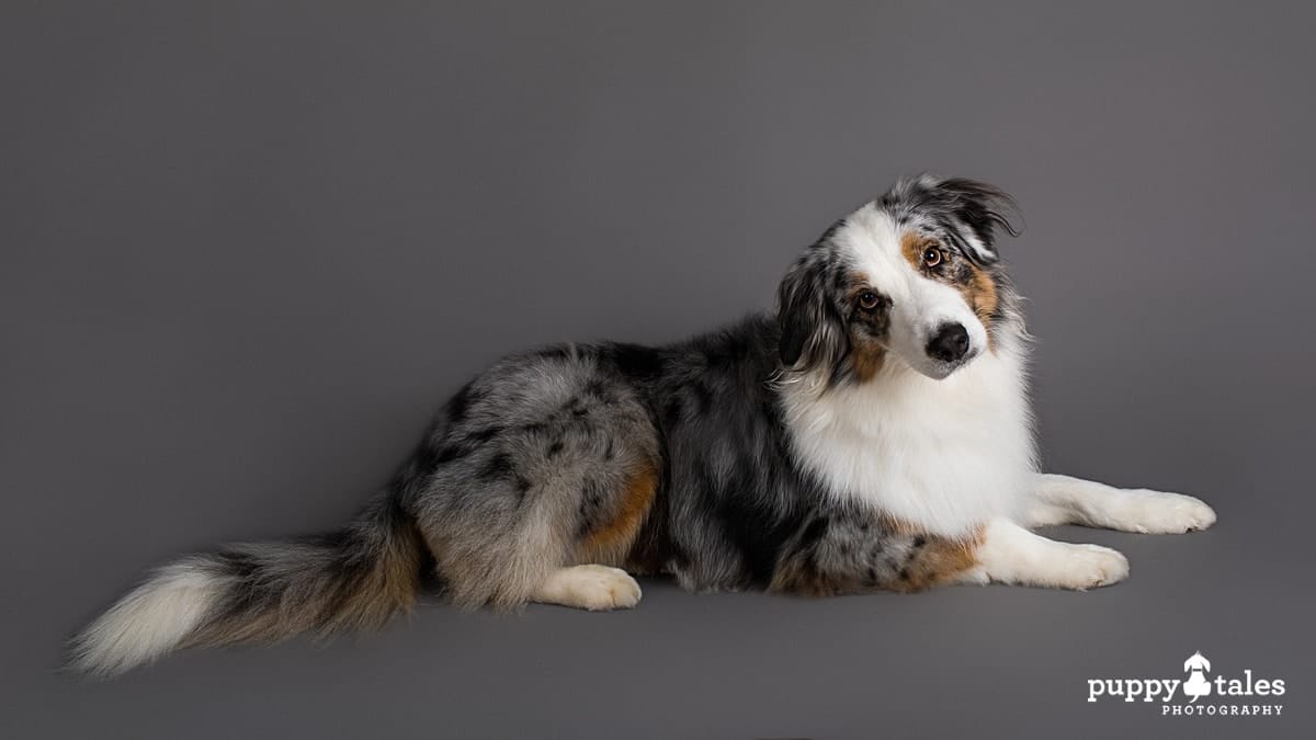 Australian Shepherd Mia posing on a grey background for her studio pet photography session for Project Dogalogue.