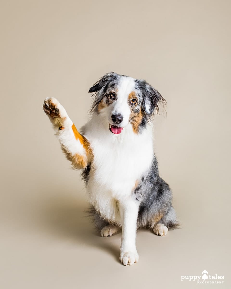 Australian Shepherd Mia was photographed waving in her photo shoot for Project Dogalogue.