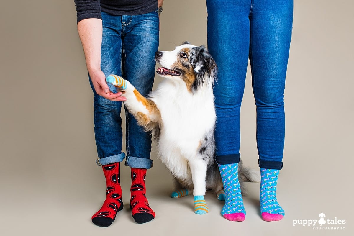 Australian Shepherd Mia and her people were photographed by dog photographer Kerry Martin for Project Dogalogue. Here they are wearing matching colourful socks - including some for Mia the dog!