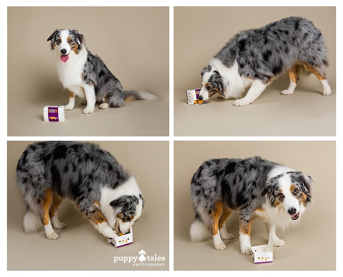 Australian Shepherd Mia was photographed in the Puppy Tales Studio in Melbourne by dog photographer Kerry Martin. Here she is eating her favourite special treat McDonald chicken nuggets!