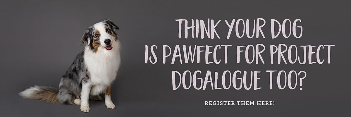 Australian Shepherd Mia posing on a grey background for her studio pet photography session for Project Dogalogue. If you have a dog you should register them for this project too!