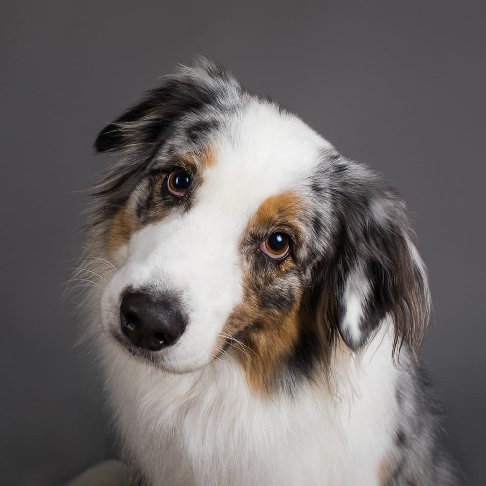 Studio photograph of Mia the Australian Shepherd