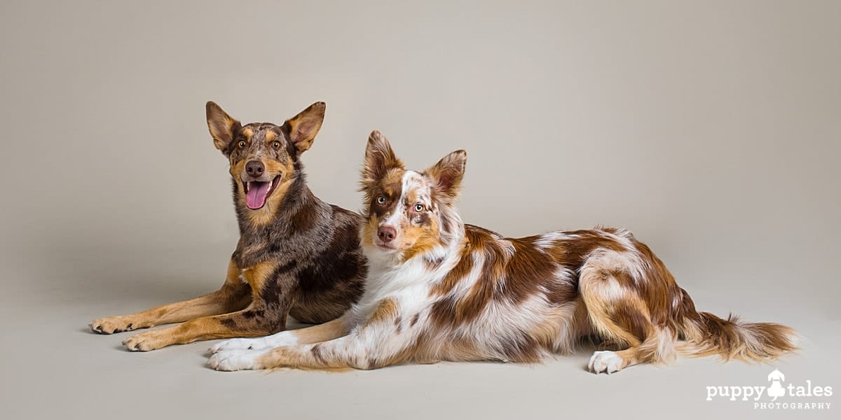 Australian Koolies Asher & Louie, were photographed by dog photographer Kerry Martin for Project Dogalogue.