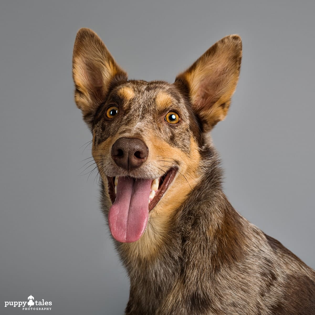 Australian Koolie Asher was photographed by dog photographer Kerry Martin for Project Dogalogue.