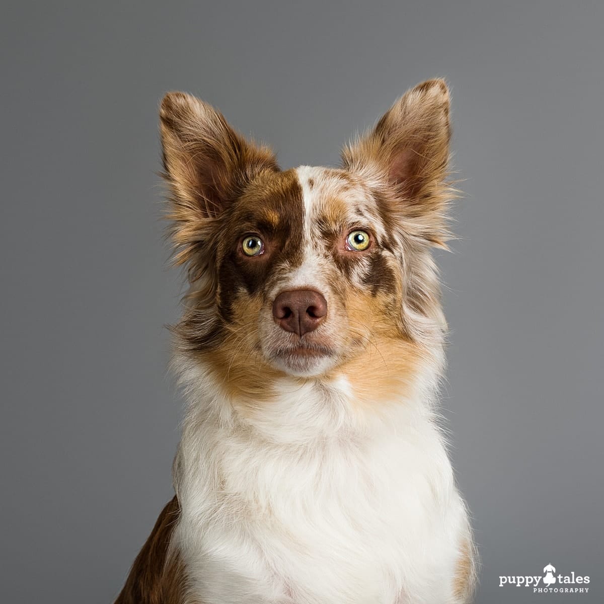Australian Koolie Louie was photographed by dog photographer Kerry Martin for Project Dogalogue.