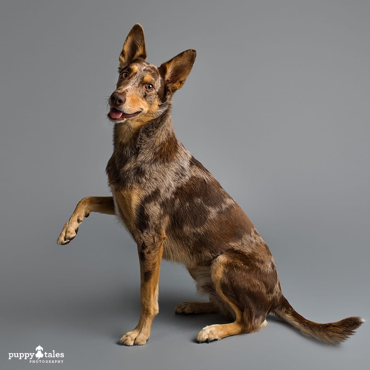 Australian Koolie Asher was photographed by dog photographer Kerry Martin for Project Dogalogue. In this dog photo he has a cheeky paw up and is looking at the camera