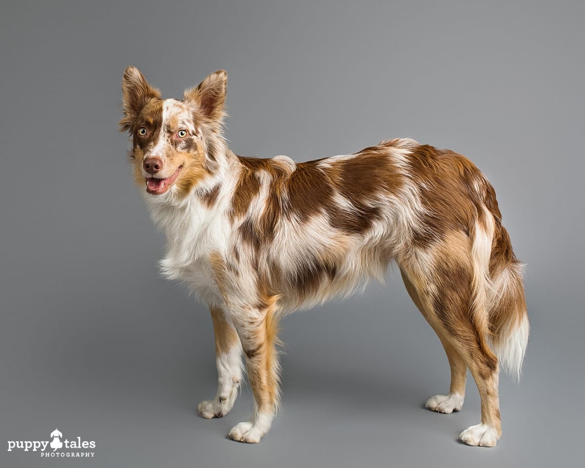 Australian Koolie Louie was photographed by dog photographer Kerry Martin for Project Dogalogue.