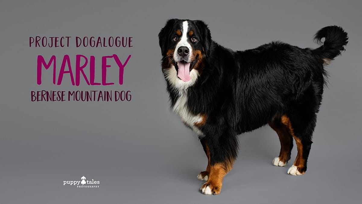 Bernese Mountain Dog Marley photographed by dog photographer Kerry Martin for Project Dogalogue.