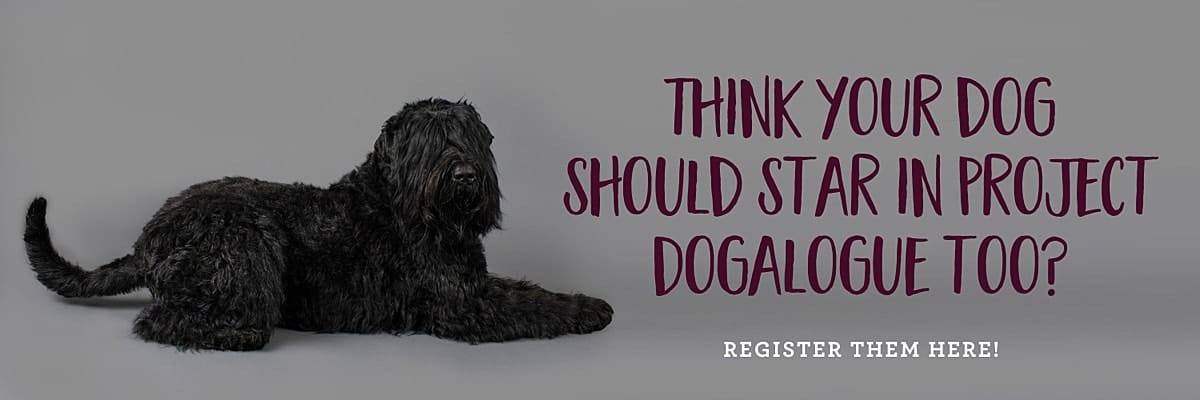 Black Russian Terrier posing on a grey background for his studio pet photography session for Project Dogalogue.