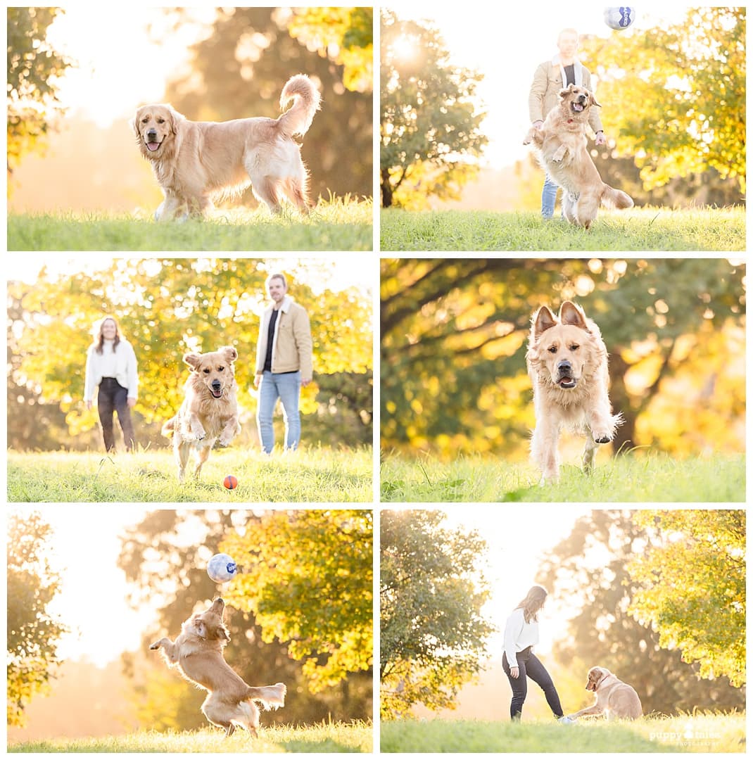 A collage with Buster and his pawrents in autumn in Canberra