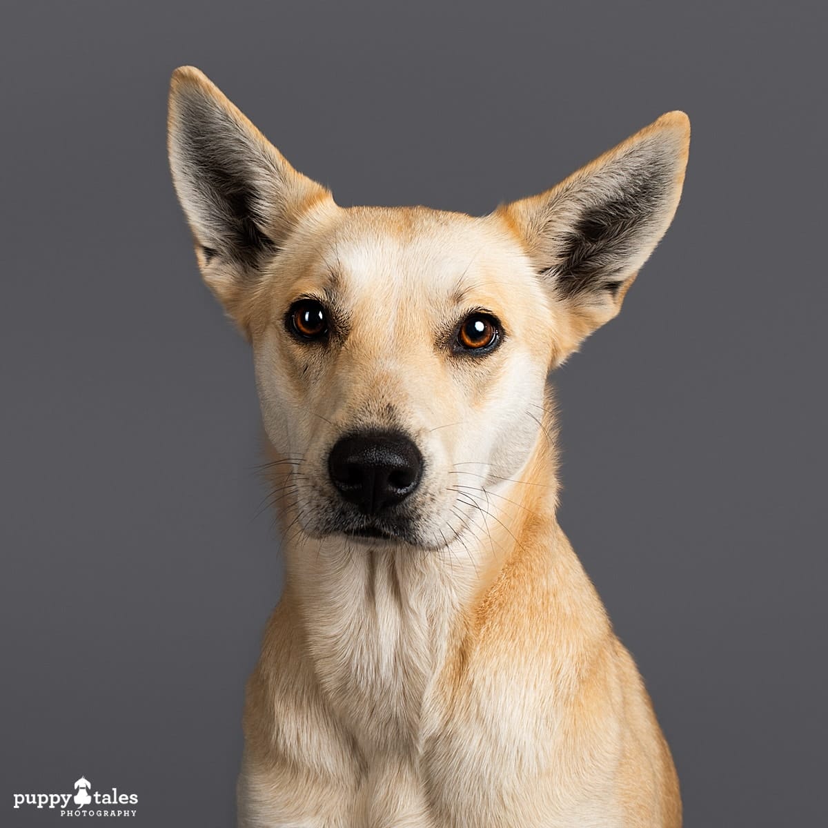 Mambo the Husky Cross posing her studio pet photography session for Project Dogalogue.