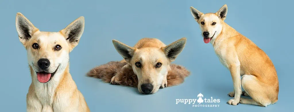 Studio collage of photos of Mambo the husky cross. She was photographed at the Puppy Tales Studio on a blue background.