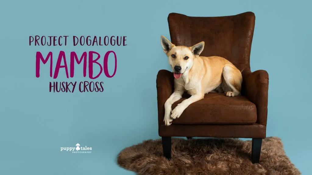 Mambo Husky Cross posing on brown chair with a blue background for her studio pet photography session for Project Dogalogue.