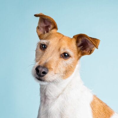 Studio photograph of Frank the tan and white Jack Russell Terrier