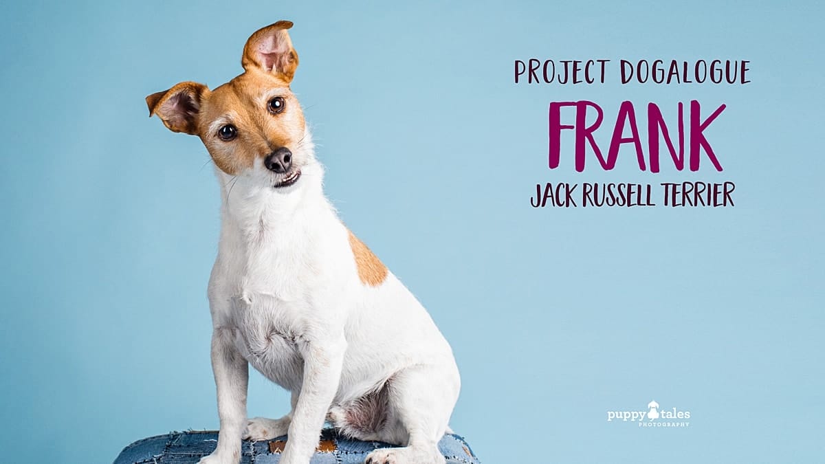Jack Russell Terrier Frank photographed by dog photographer Kerry Martin for Project Dogalogue.