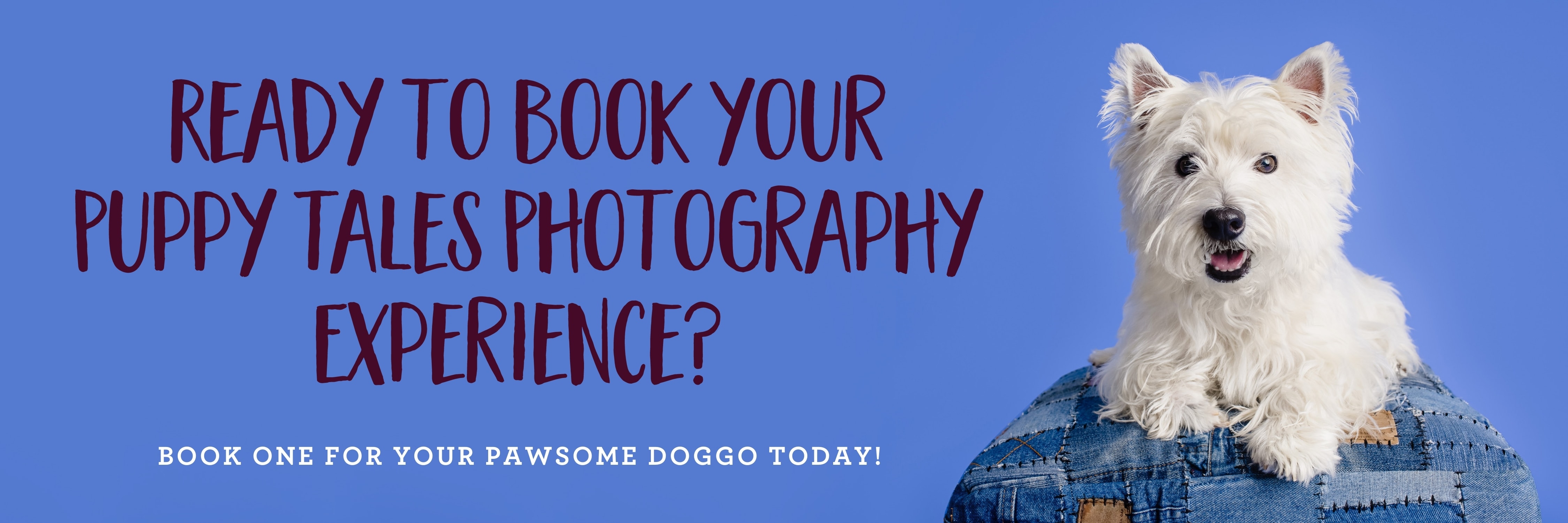 A West Highland White Terrier posing on a denim ottoman on blue background for their studio pet photography session for Project Dogalogue.