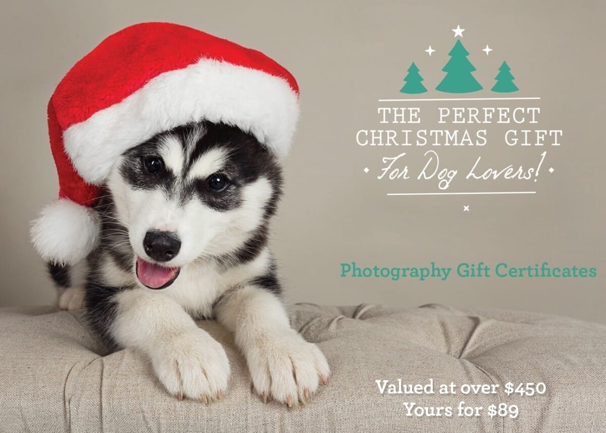 PuppyTales ChristmasOffer 2020