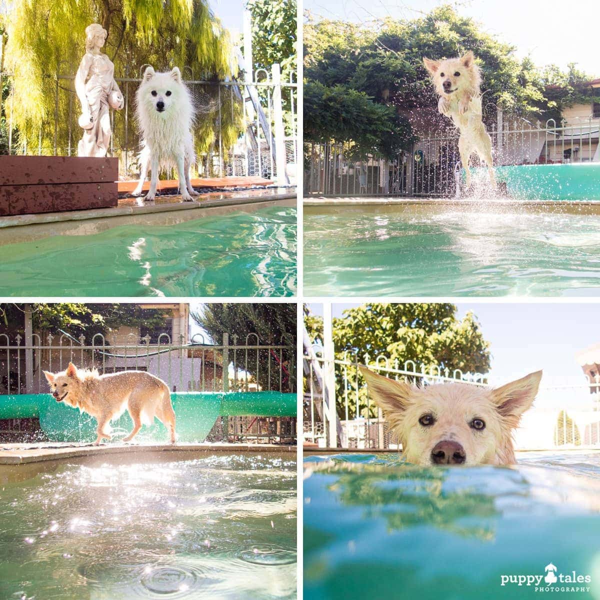 puppytalesphotography 2017 rutherglen 120