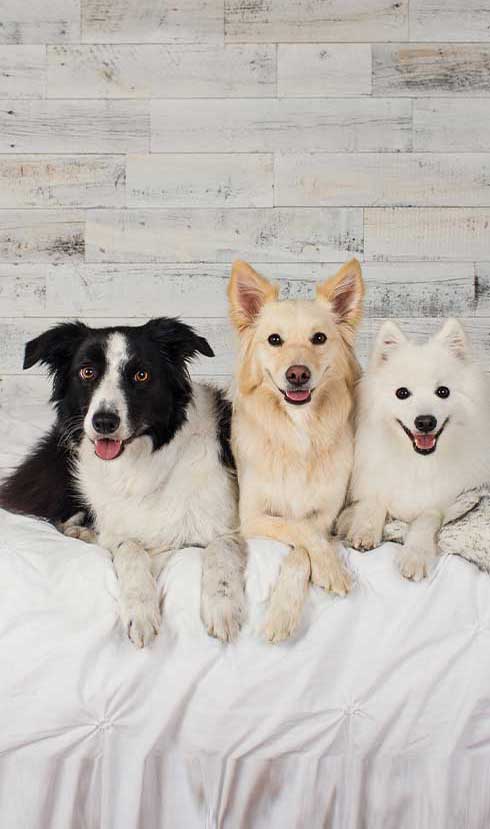 puppytalesphotography 3dogs2