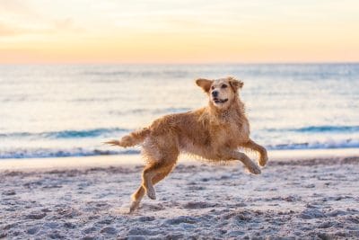 puppytalesphotography-amber-15