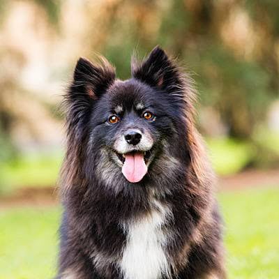 puppytalesphotography-anja&otso-stdavidspark-hobart-28
