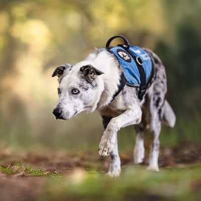 puppytalesphotography arasmedal2025 bear 1