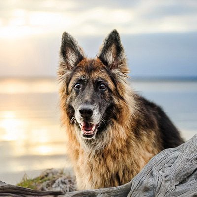 puppytalesphotography australiandogoftheyear2024 kali 1