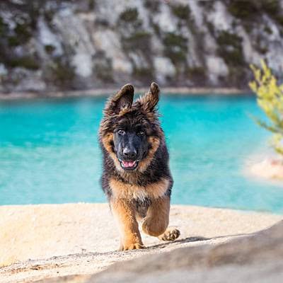 puppytalesphotography-bear-bluelake-5