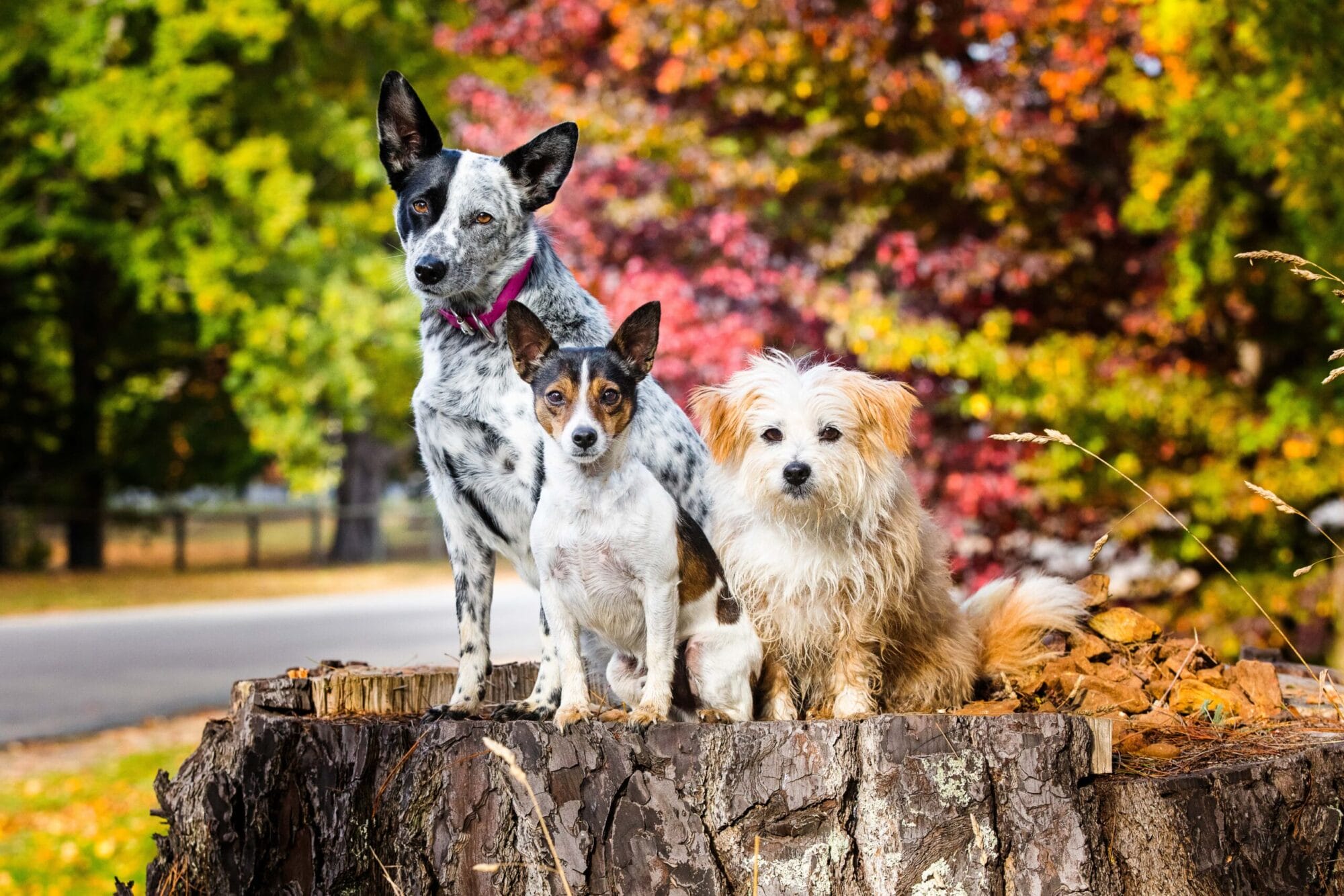 puppytalesphotography-bear,lilly&ace-14